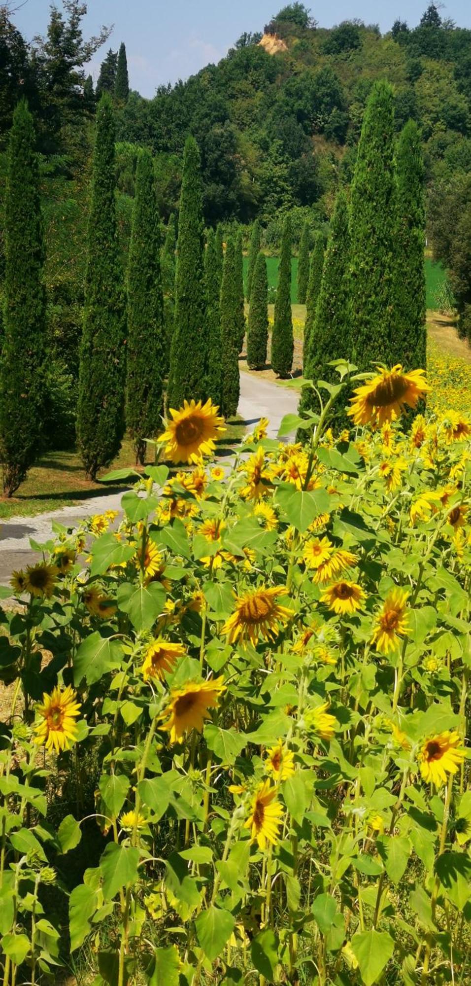 San Romano  Agriturismo Cascina Cipressa מראה חיצוני תמונה