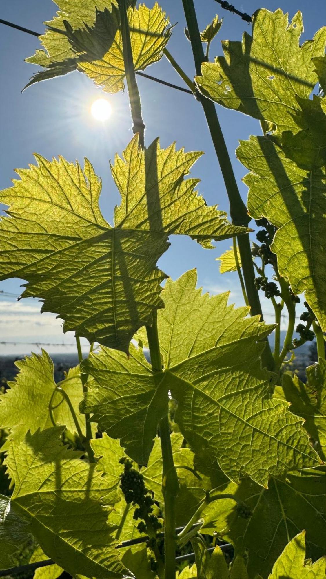 San Romano  Agriturismo Cascina Cipressa מראה חיצוני תמונה