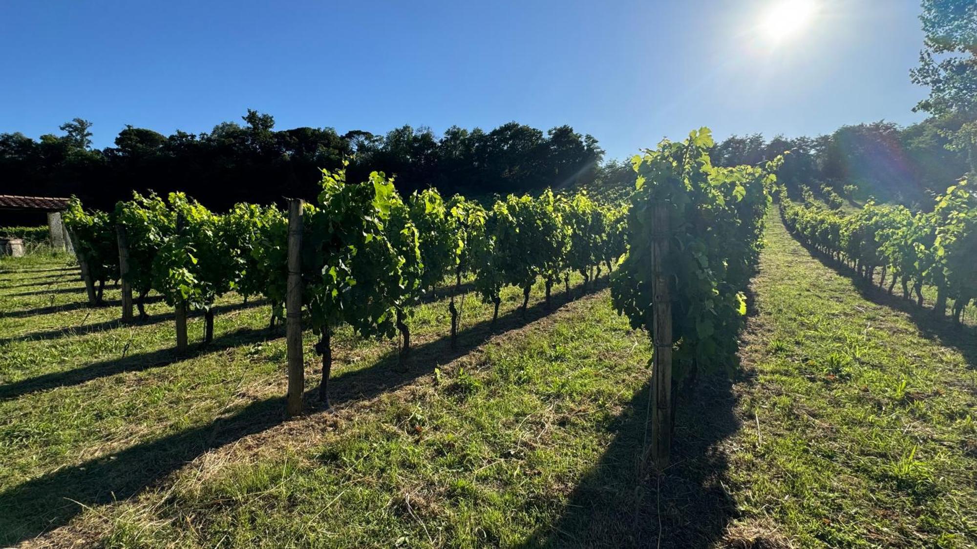 San Romano  Agriturismo Cascina Cipressa מראה חיצוני תמונה